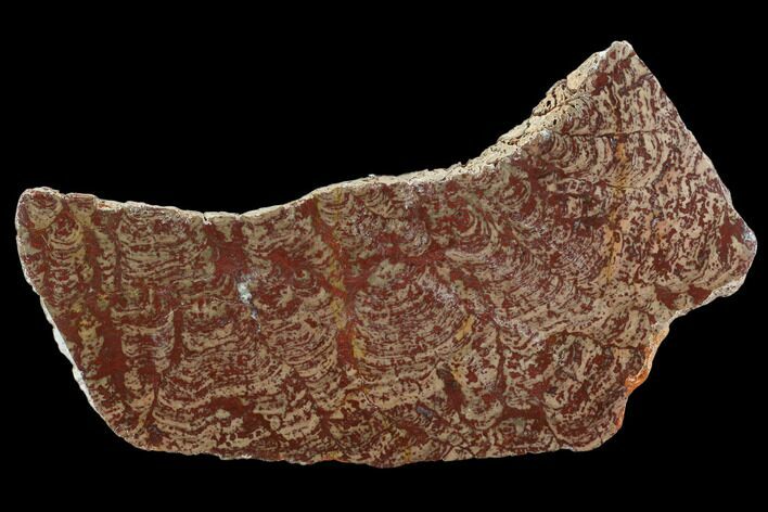 Polished Linella Avis Stromatolite - Million Years #129152